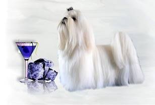 caly blauw 